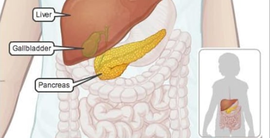 Understanding the pancreas